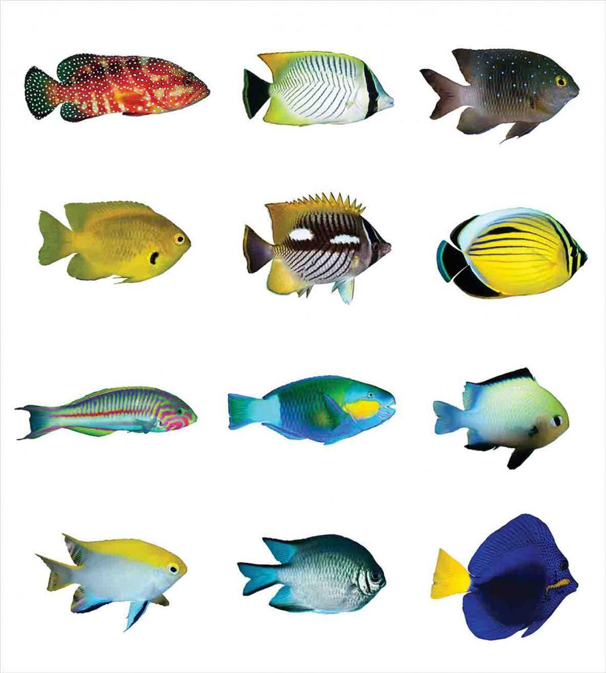 Sea Creatures Nautical — Pattern