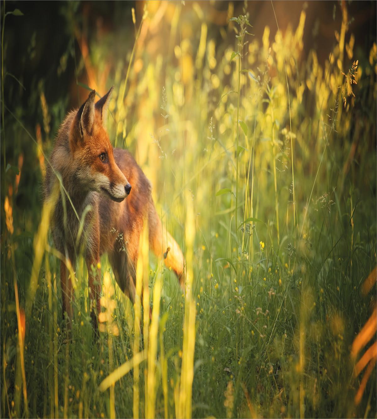 Vixen Mammal Summer Forest — Pattern