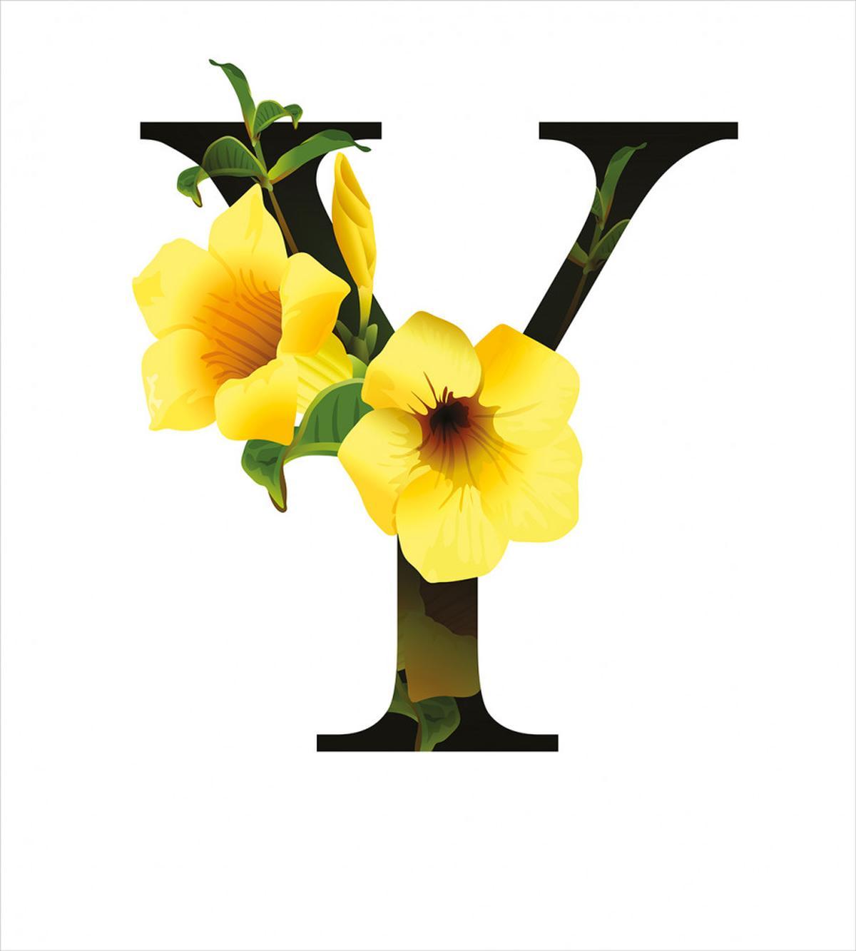 Yellow Bells Capital Y — Pattern