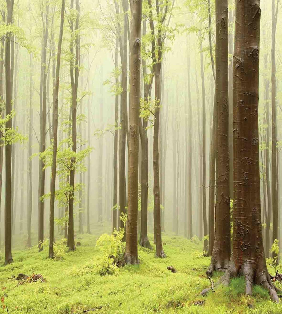 Misty Beech Forest Photo — Pattern