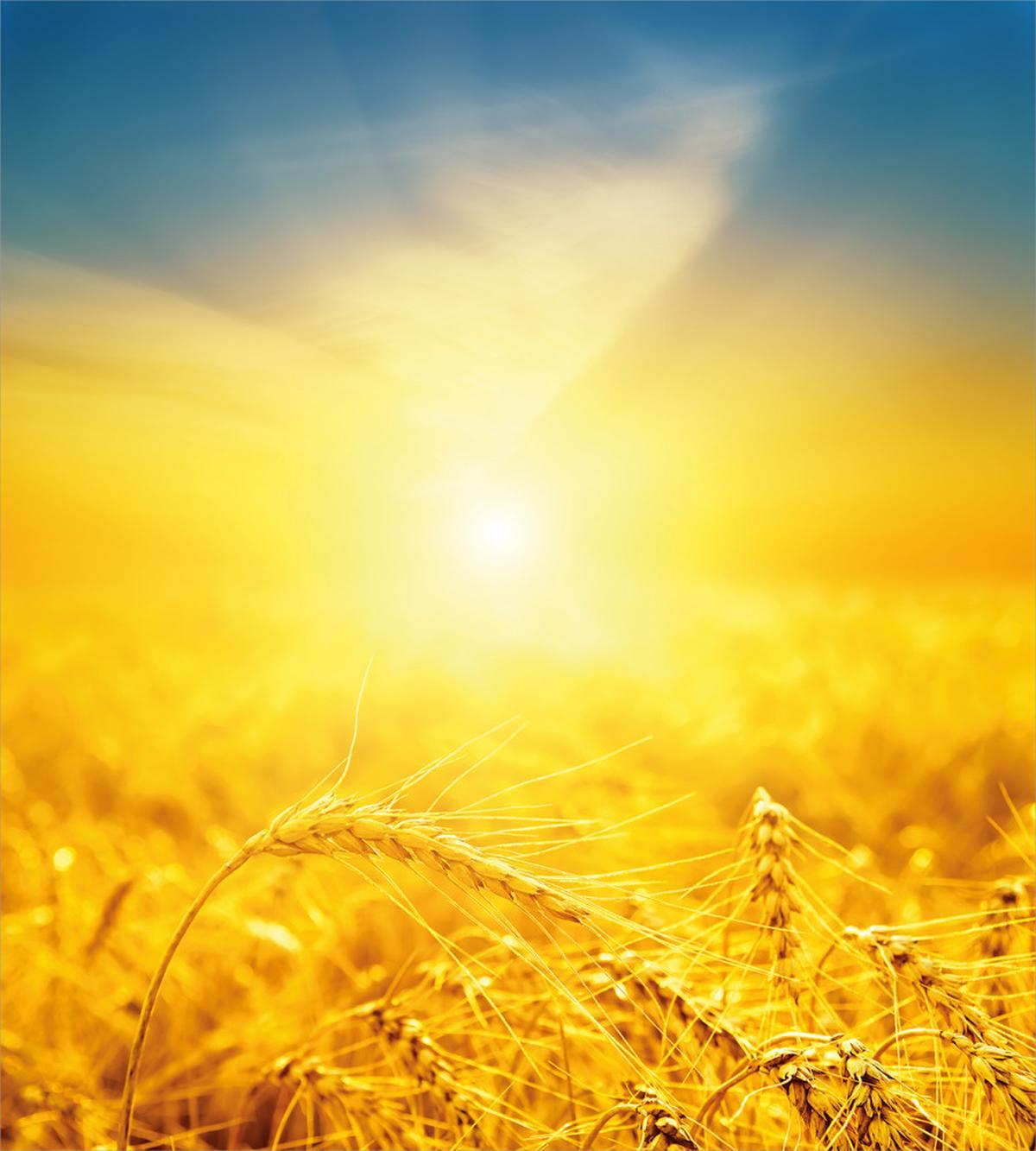Harvest Wheat — Pattern