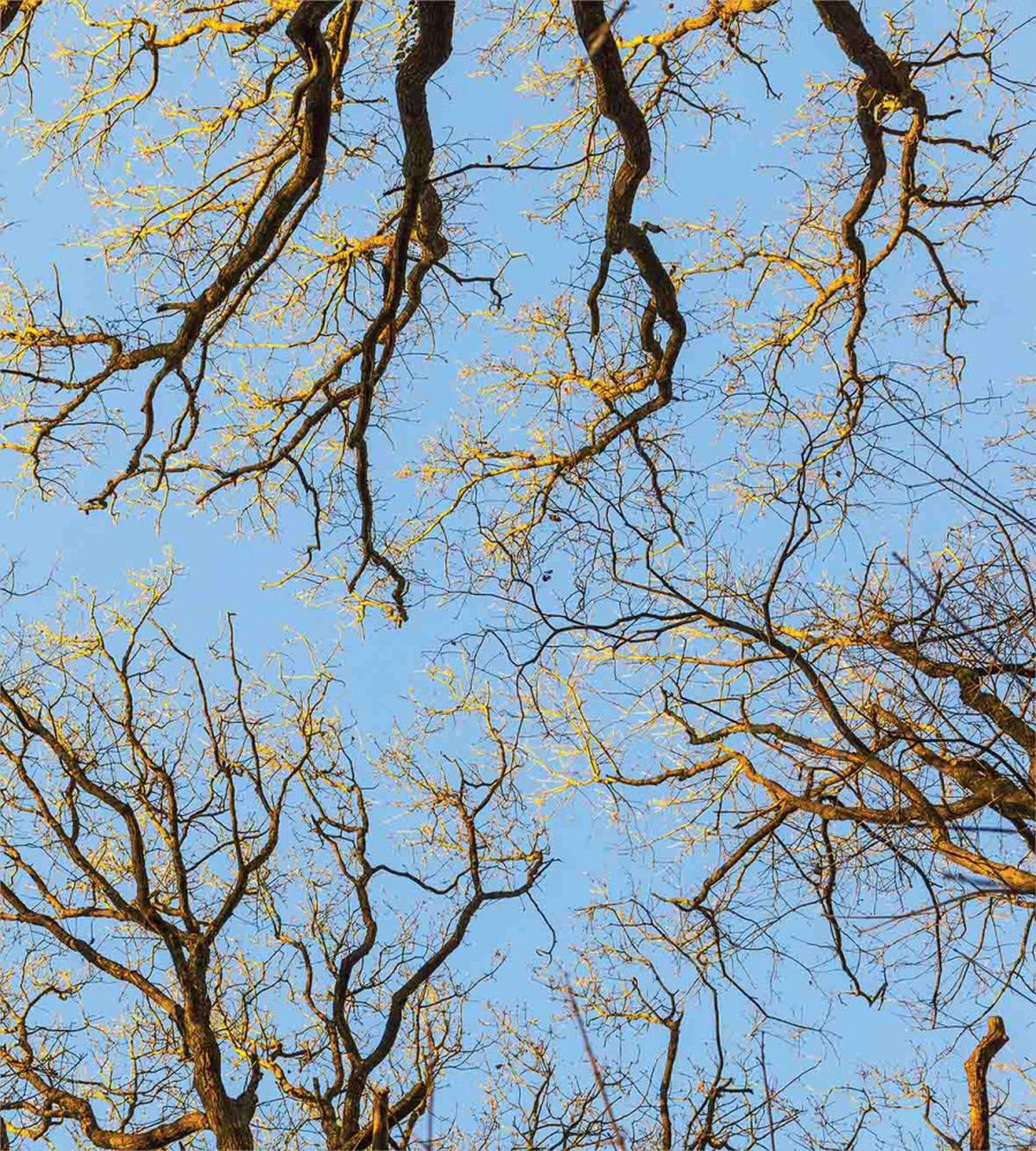 Vibrant Sky with Trees — Pattern
