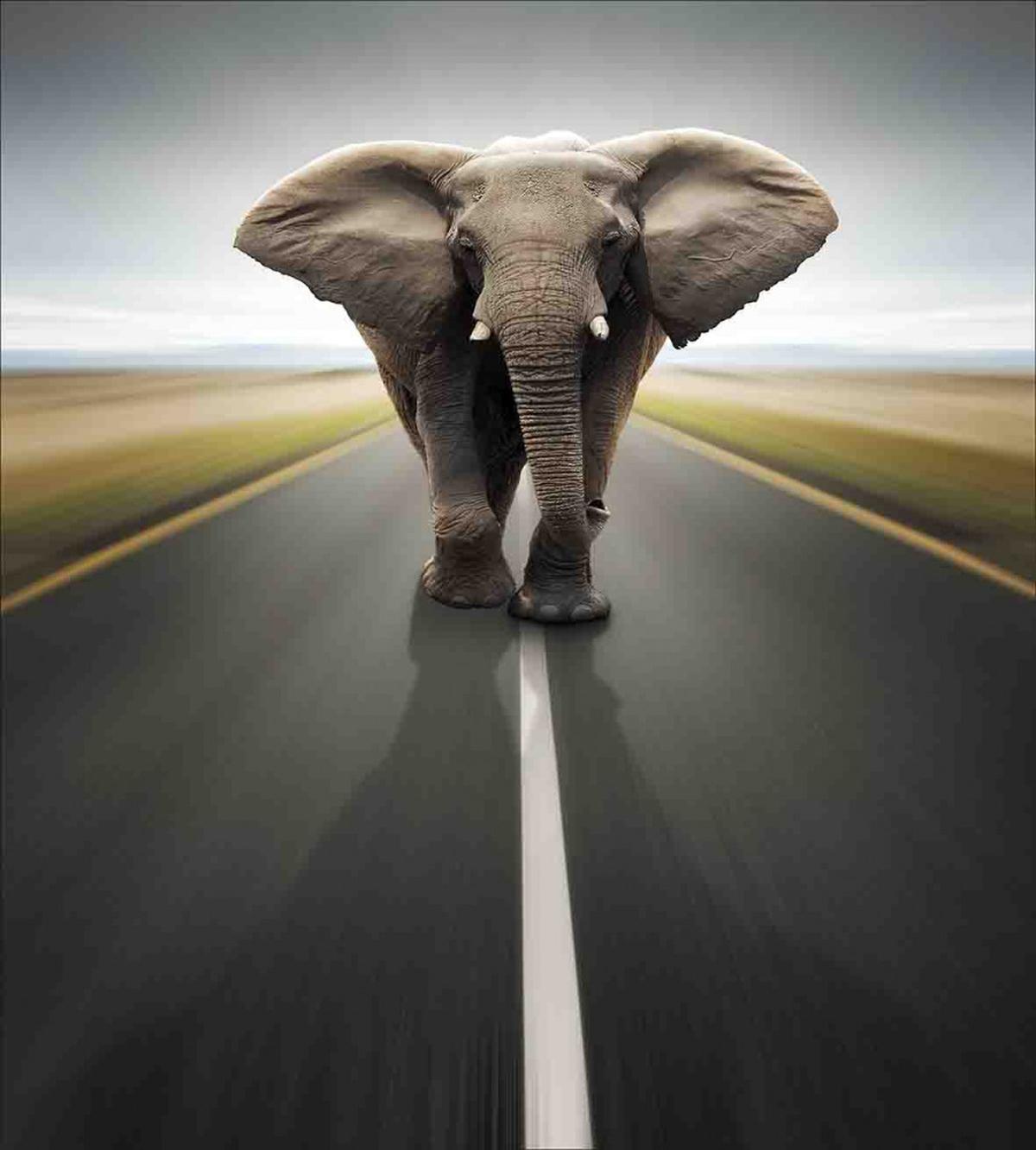 Wild Animal on Highway — Pattern