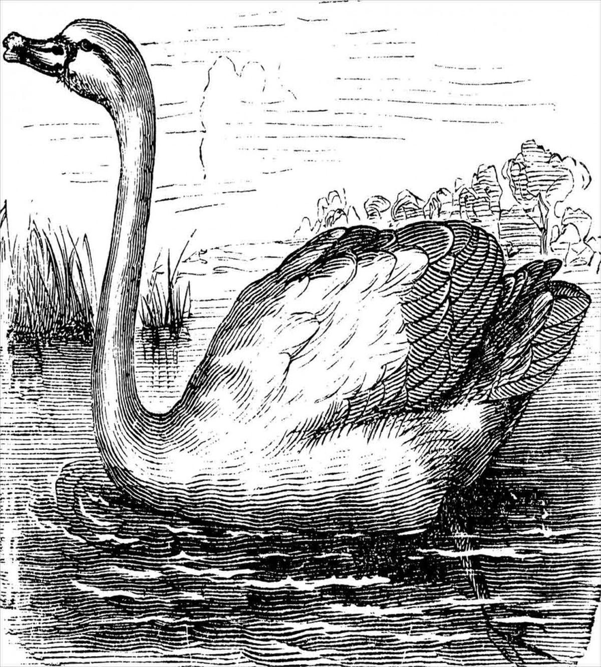 Hand Drawn Swan Design — Pattern
