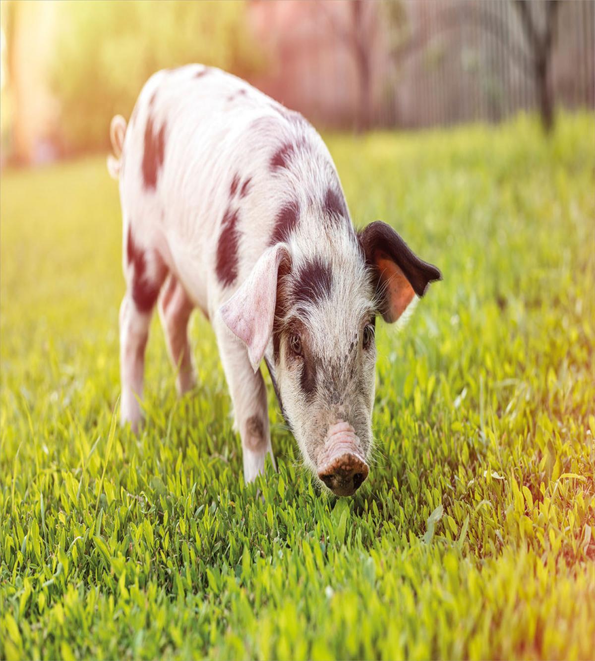 Baby Pig with Spots — Pattern