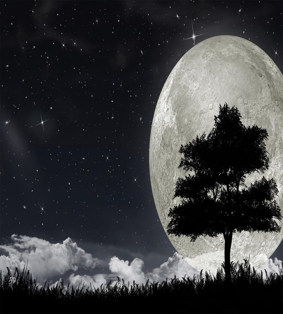 Giant Moon Tree — Pattern