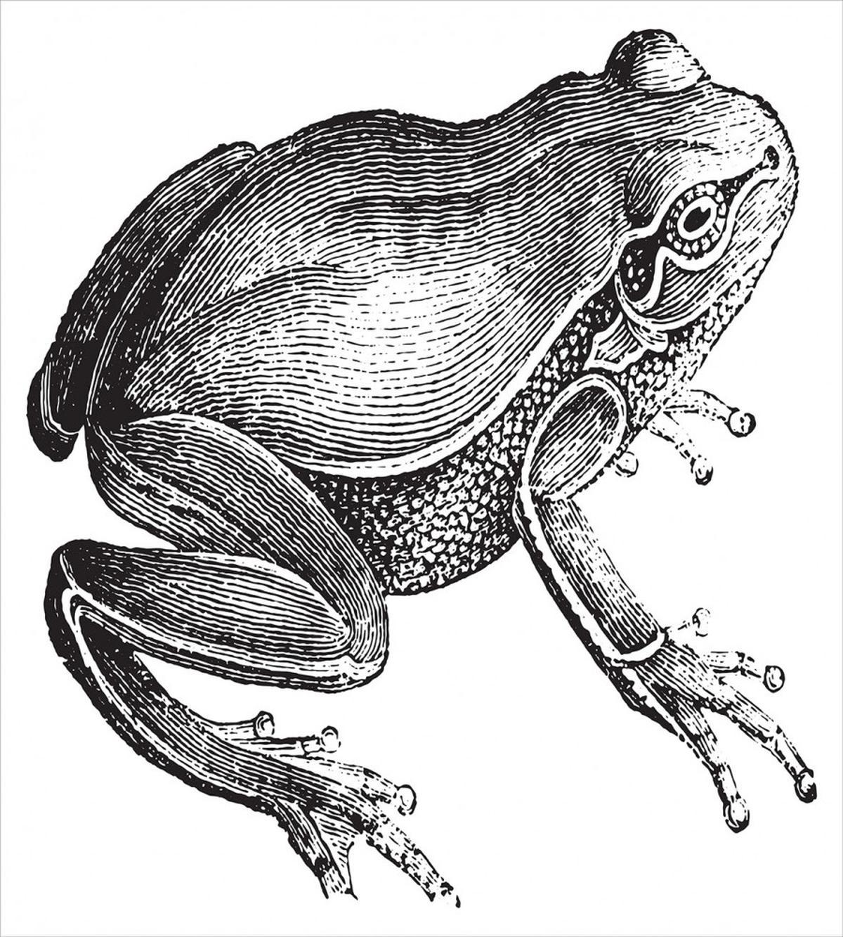 Engraved Amphibian Fauna Art — Pattern