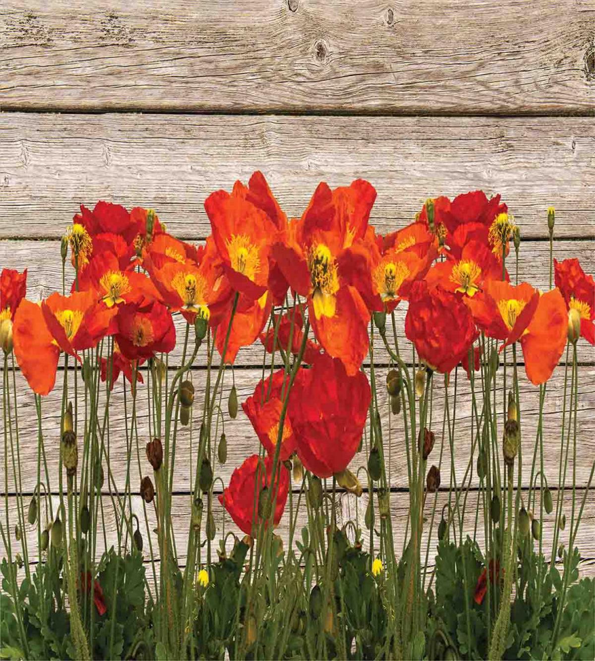 Blooming Poppy Flowers — Pattern