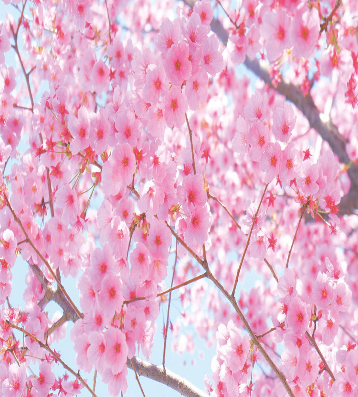 Japanese Sakura Flowers — Pattern