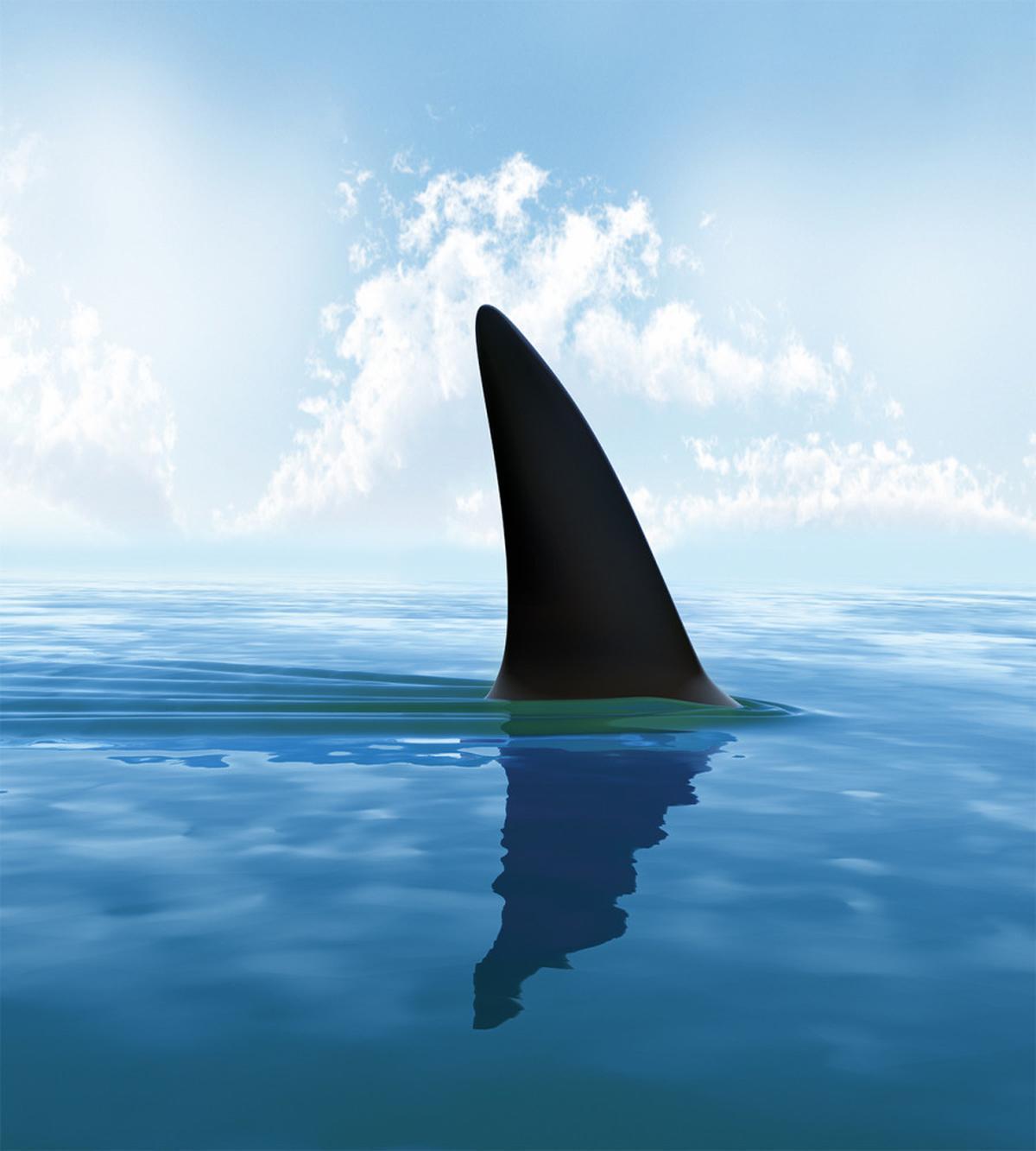 Fin Sea Surface Danger — Pattern