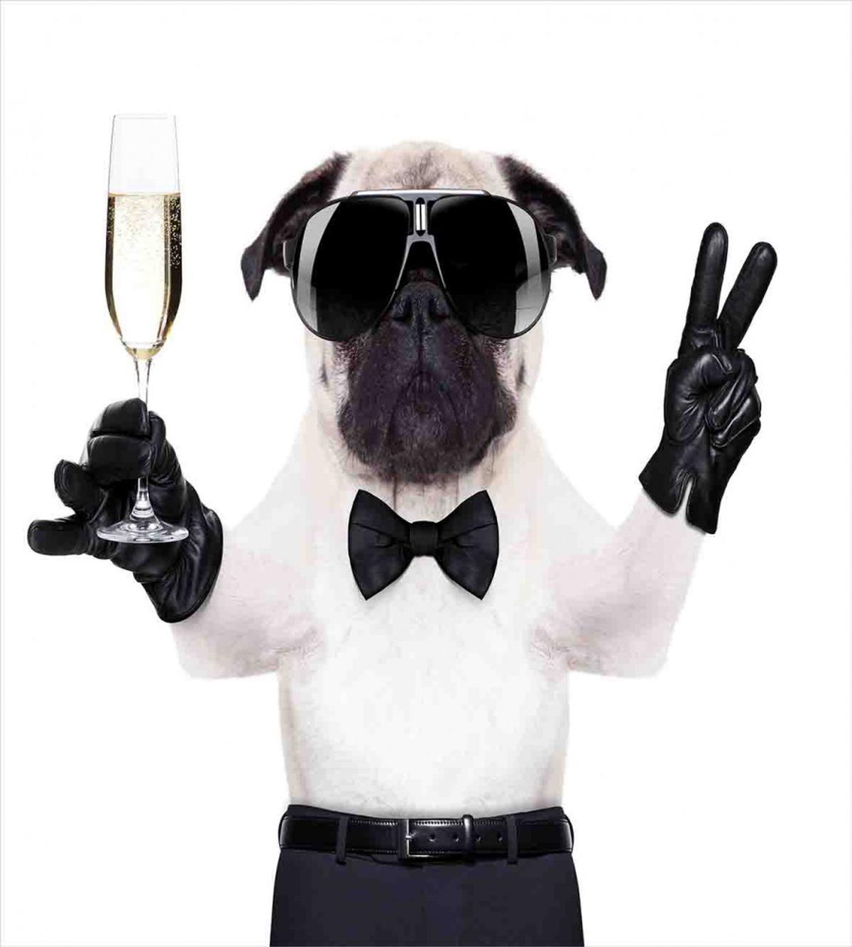 Dog Celebration Alcohol — Pattern