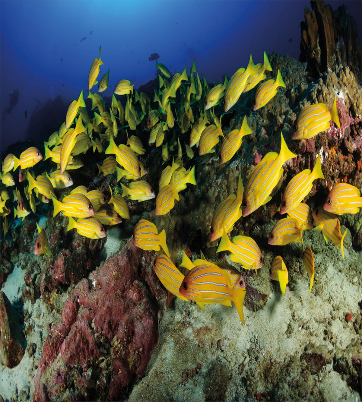 Tropical Fish Coral Reef — Pattern