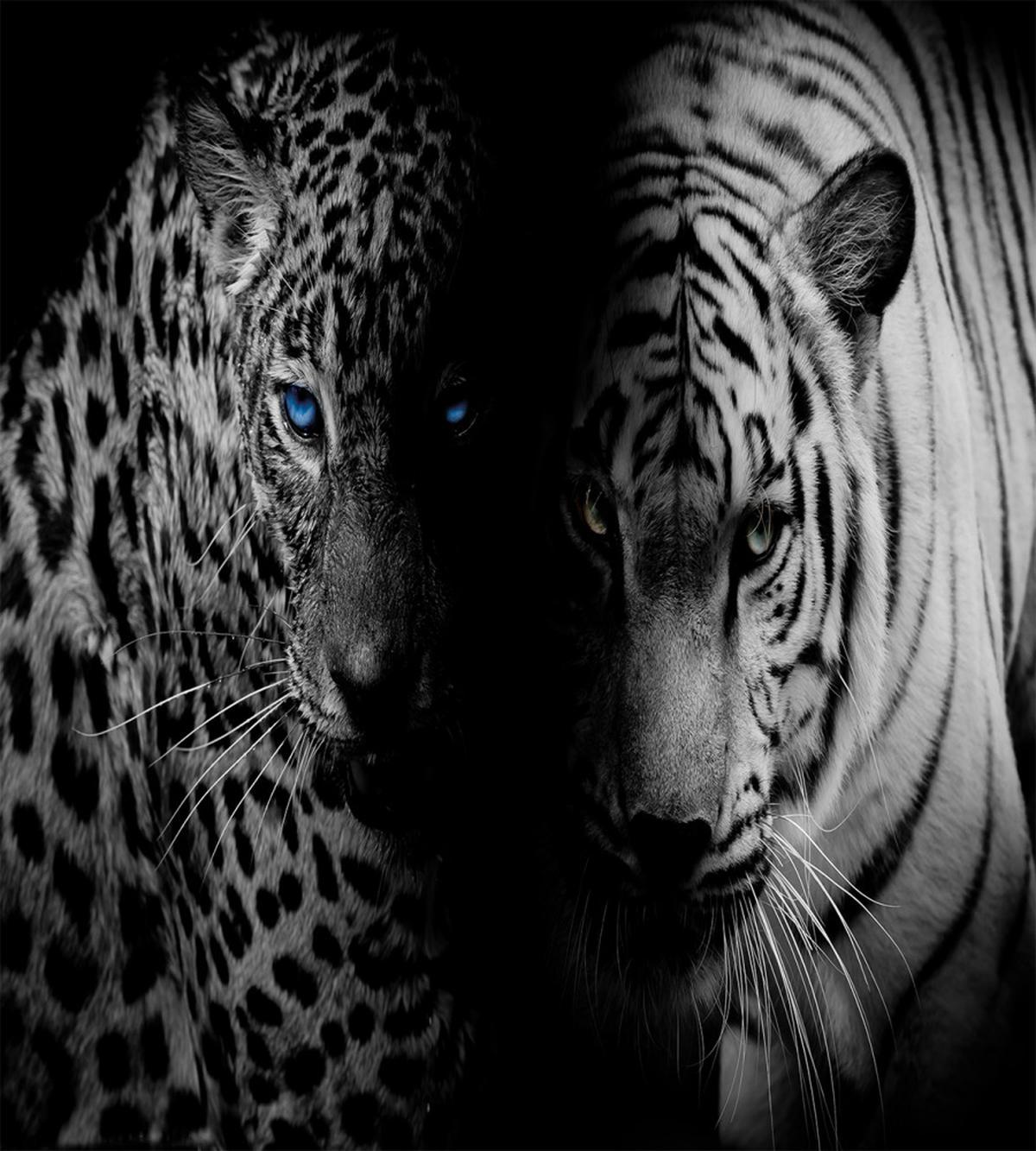 Wild Leopards — Pattern