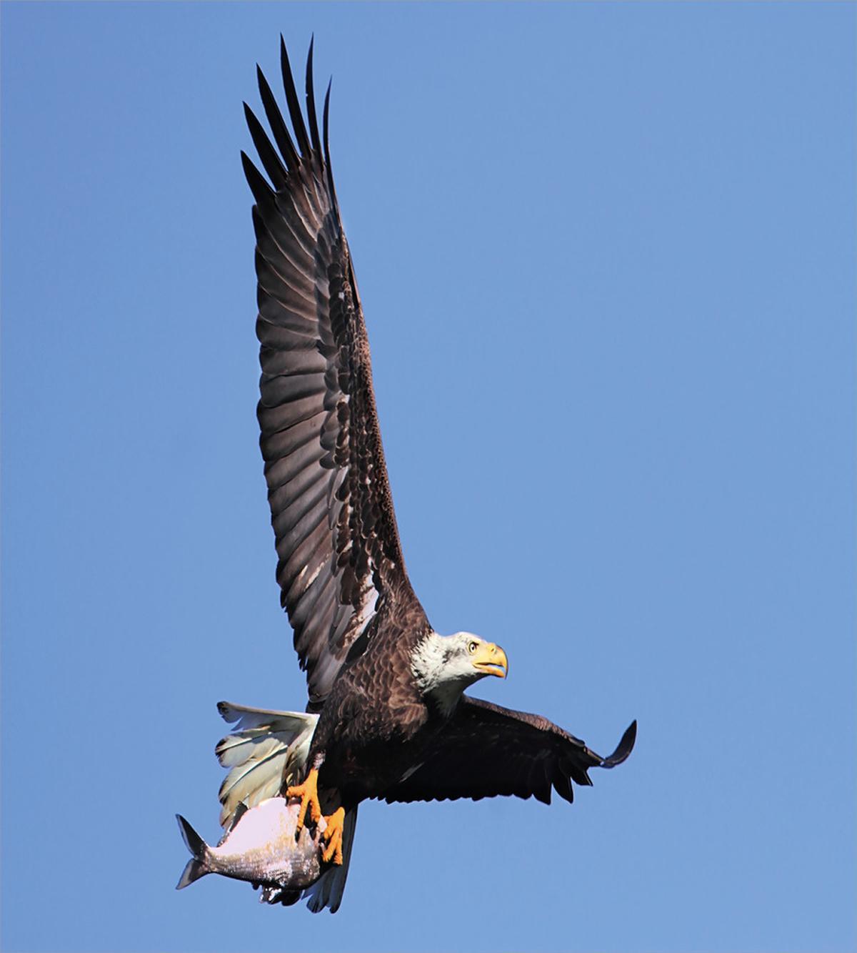 Hunter Bird with a Fish — Pattern