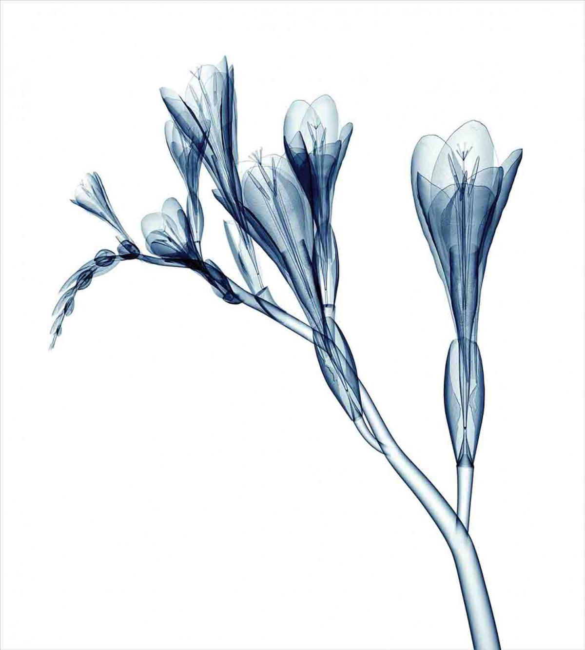 Abstract Modern Floral — Pattern
