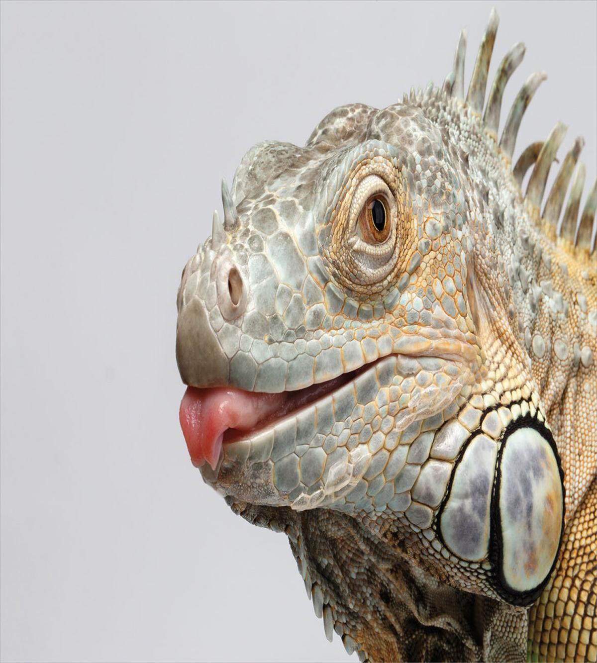 Nature Photography Realistic — Pattern