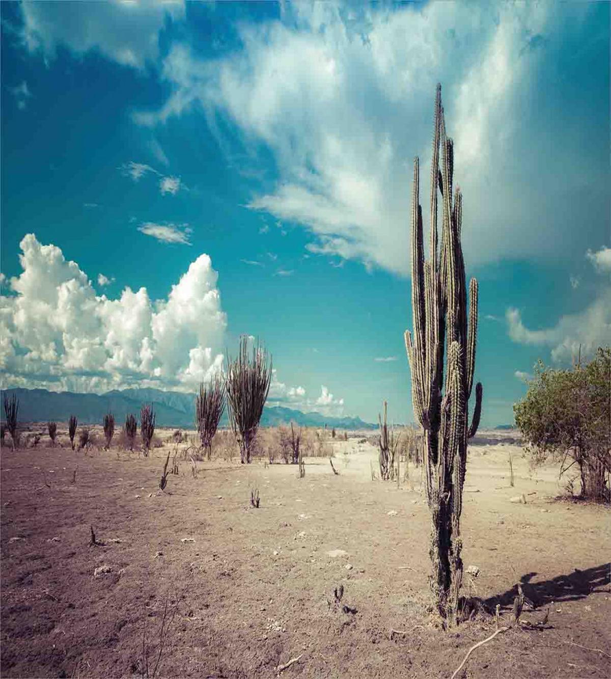 Sunny Hot Desert Plant — Pattern