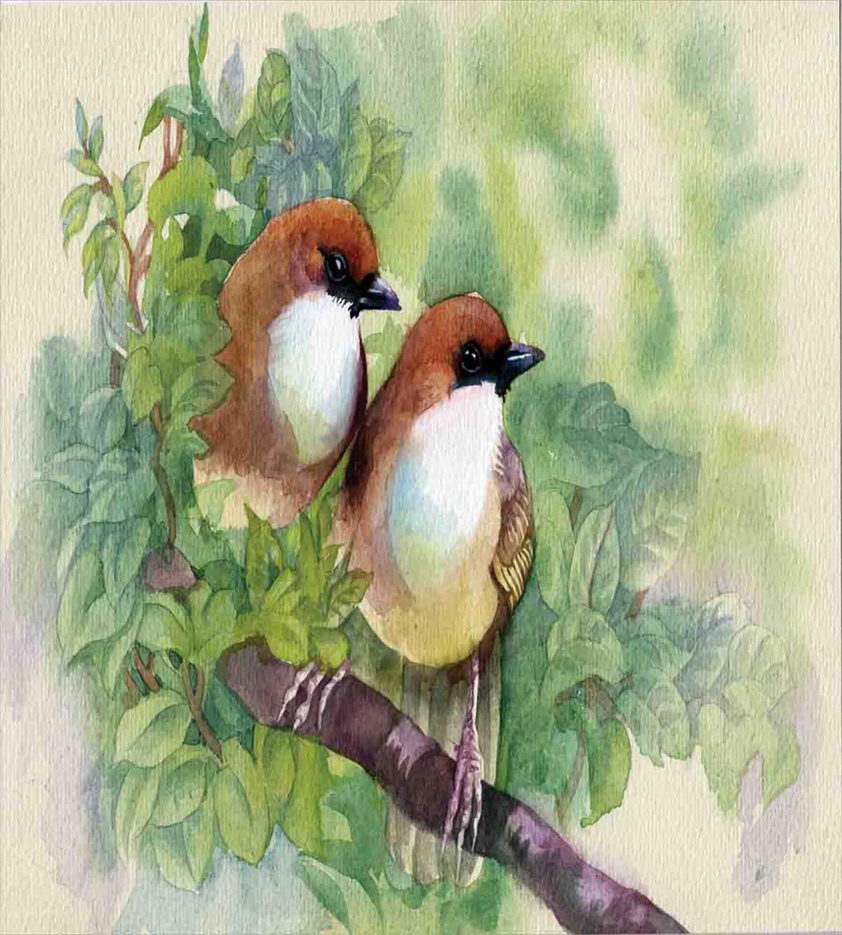 Pair of House Sparrow — Pattern