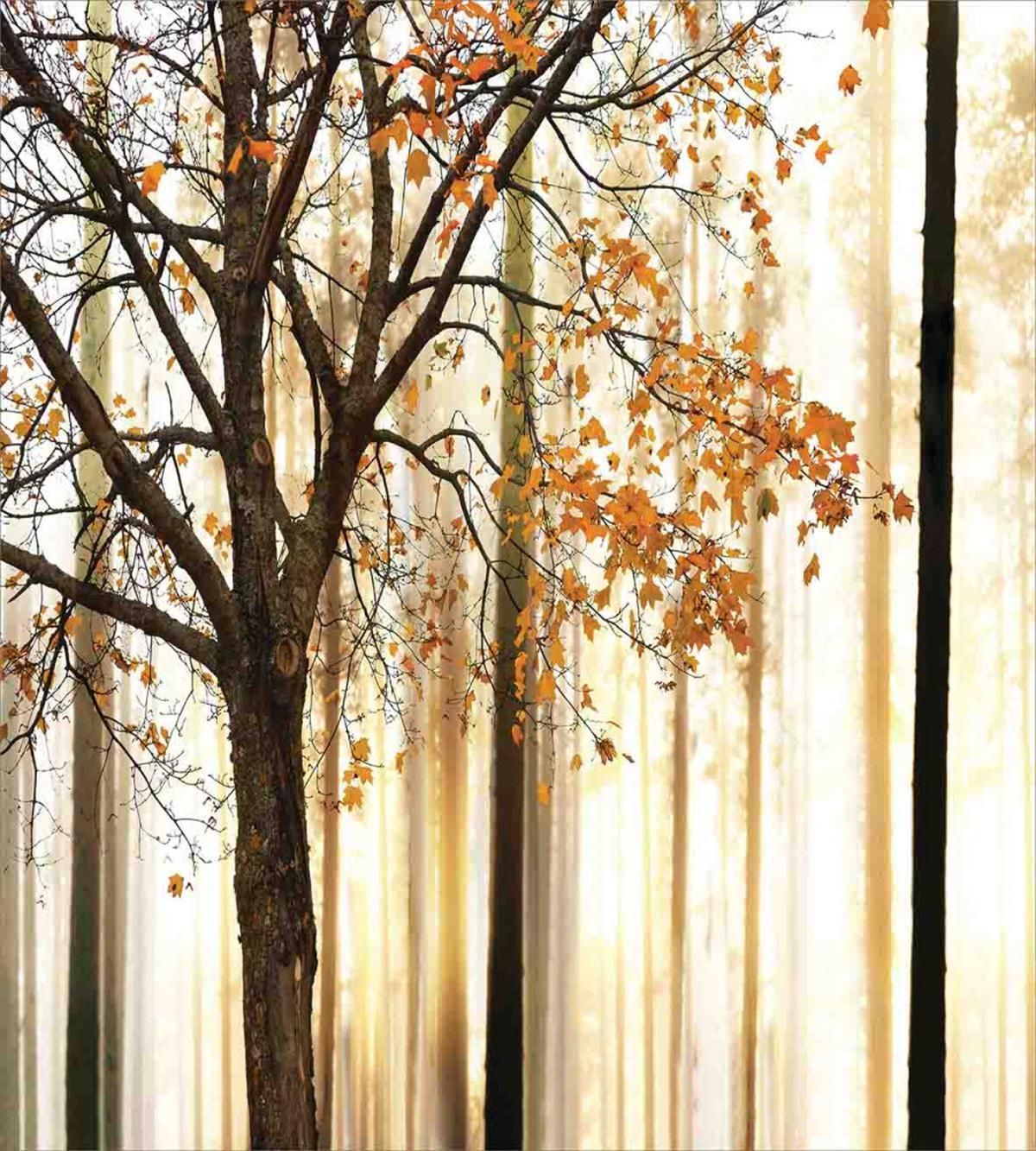 Tree in Abstract Woods — Pattern