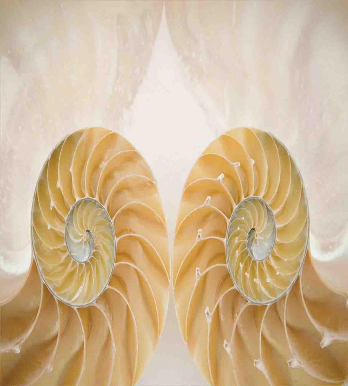 Symmetrical Seashells — Pattern