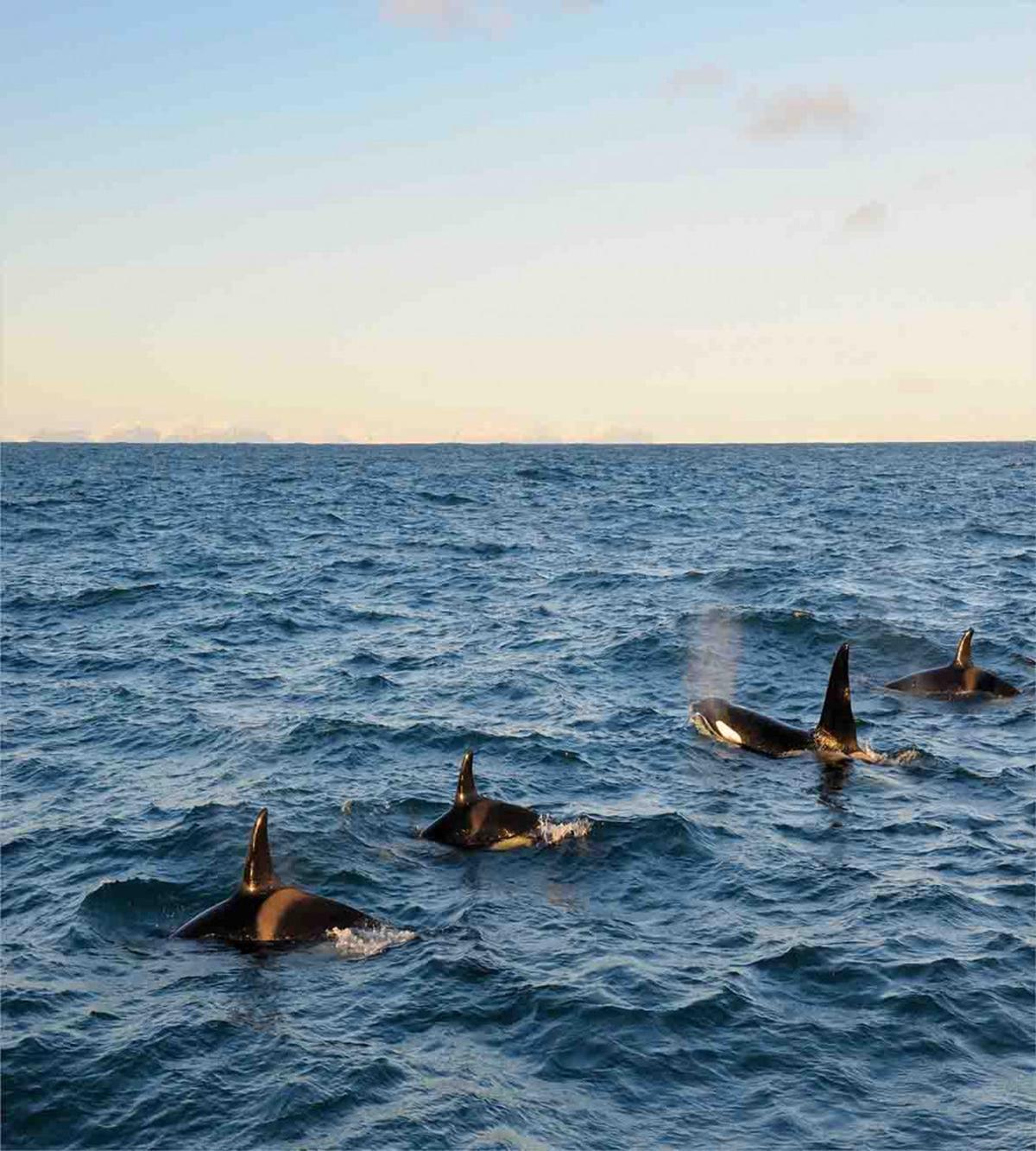 Whales in SeOcean — Pattern