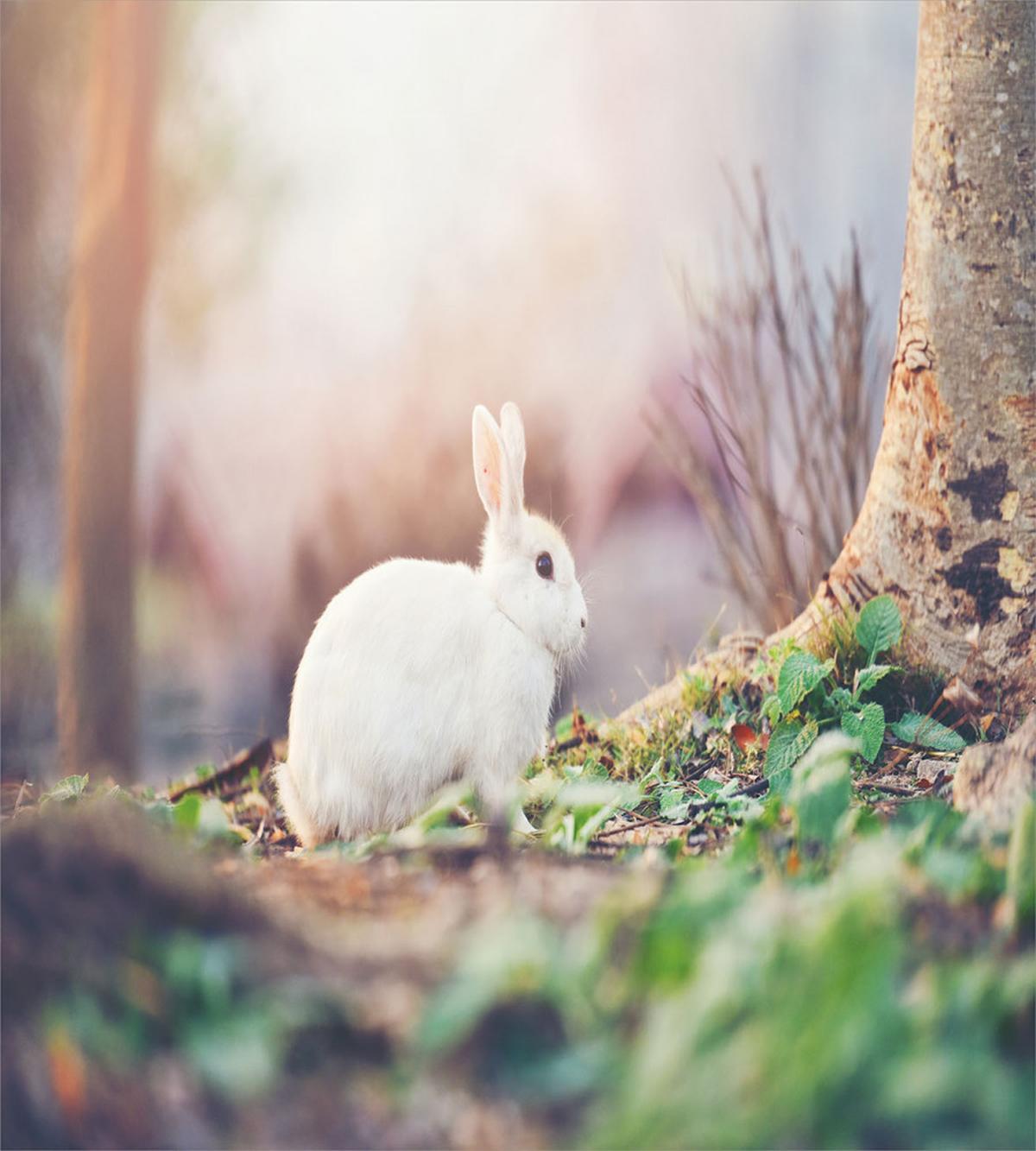 Spring Rabbit Forest — Pattern