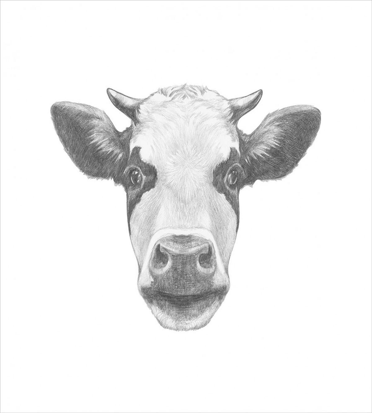 Sketch Portrait of Cow — Pattern