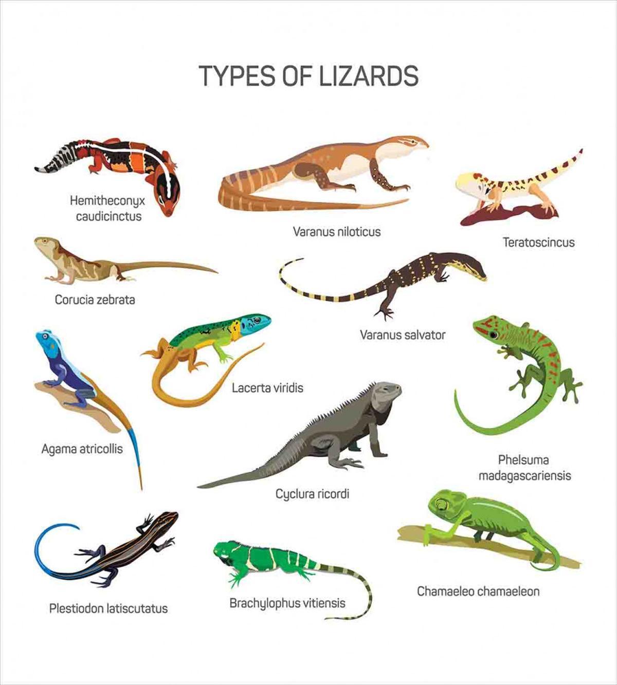 Exotic Lizard Reptiles — Pattern