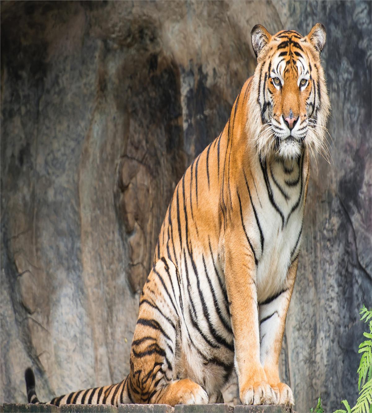 Bengal Tiger Cat Predator — Pattern