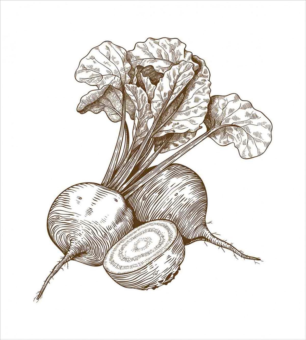 Vintage Beet — Pattern