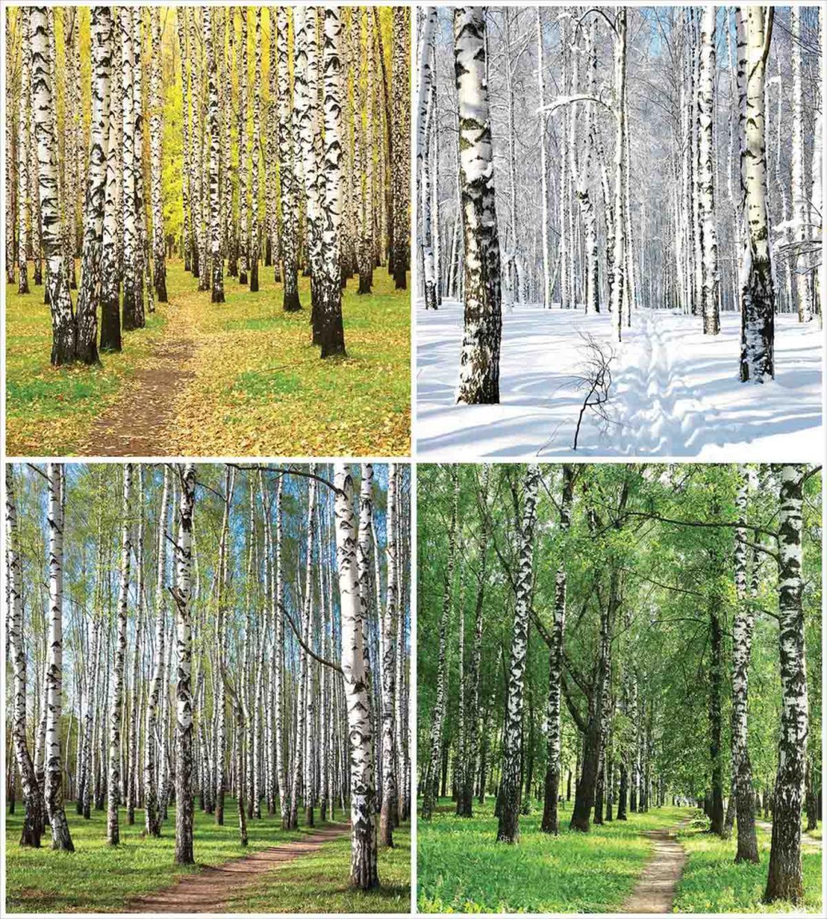 Fall Winter Birch Tree — Pattern