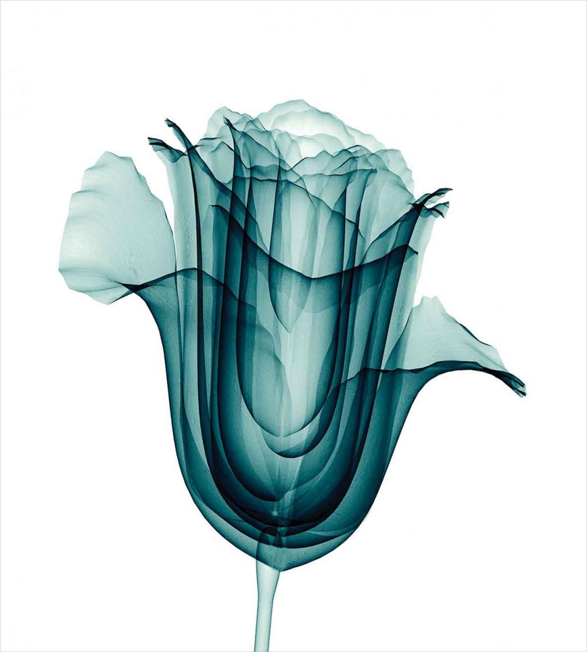 Flowers Nature — Pattern
