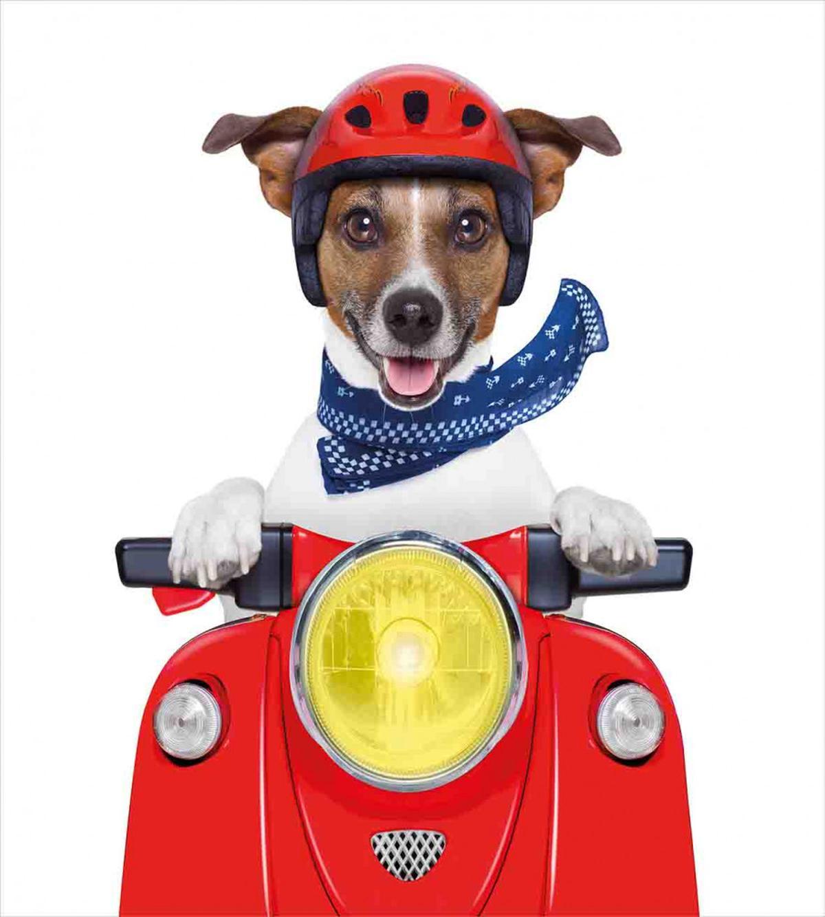 Puppy Pet Motorbike — Pattern