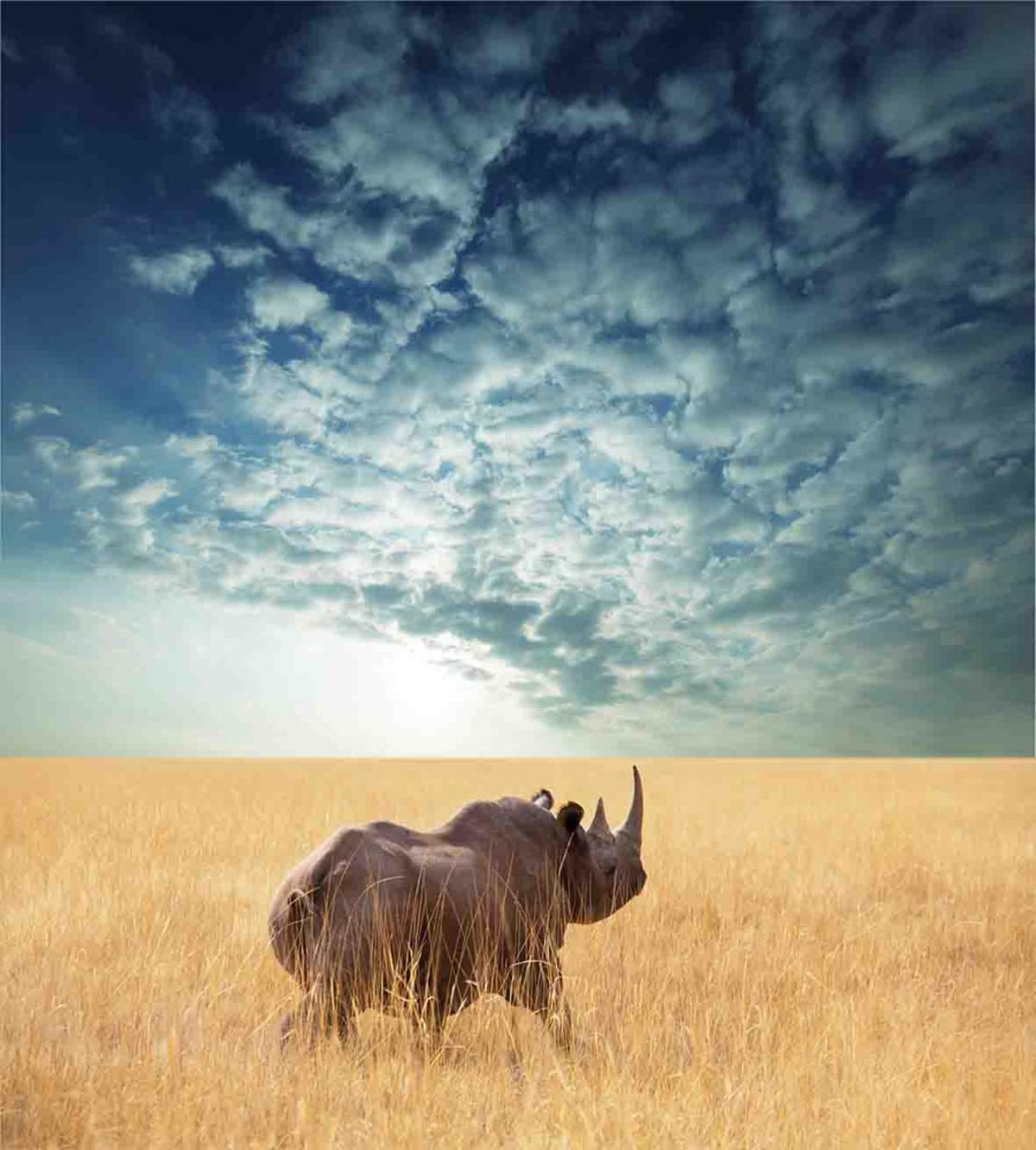 Rhino Dramatic Cloudy Sky — Pattern