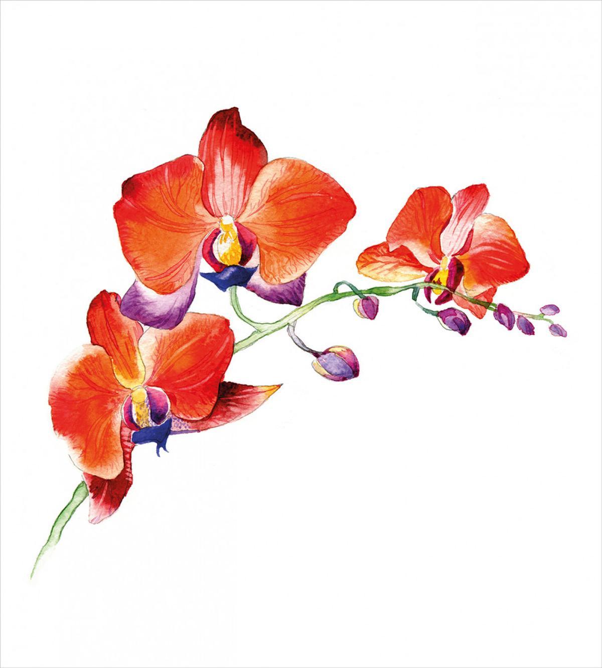 Orchid Branch Blooms — Pattern