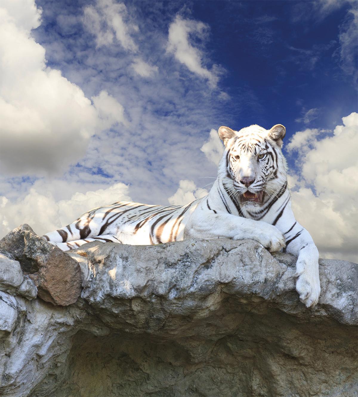 Bengal Feline Hunting — Pattern