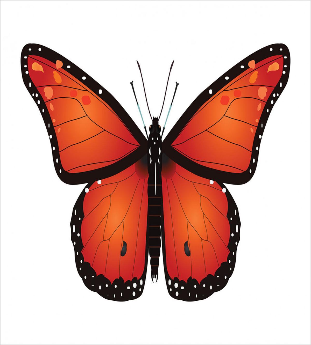 Big Monarch Breed Moth — Pattern