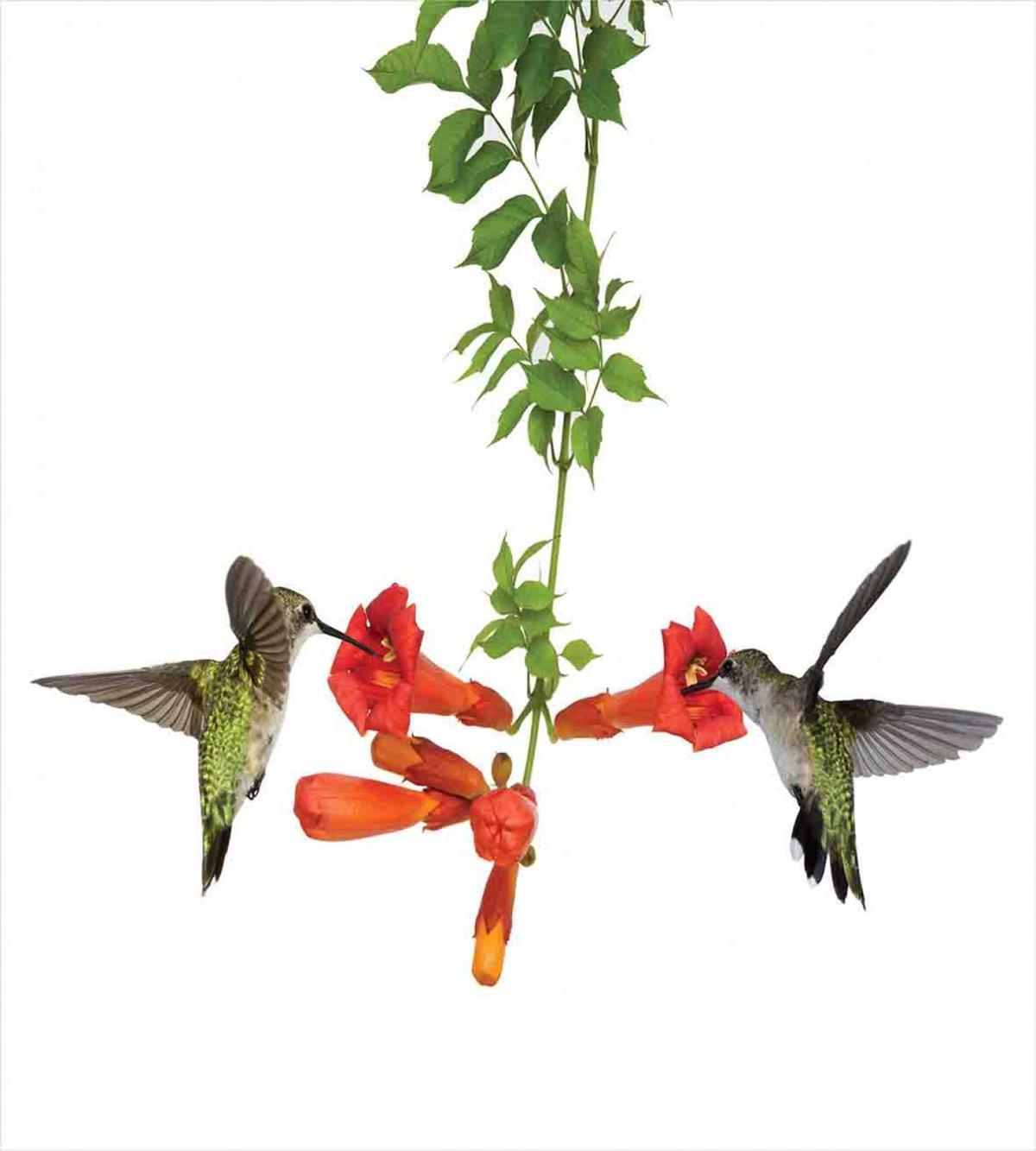 Hummingbird Nectar Sip — Pattern