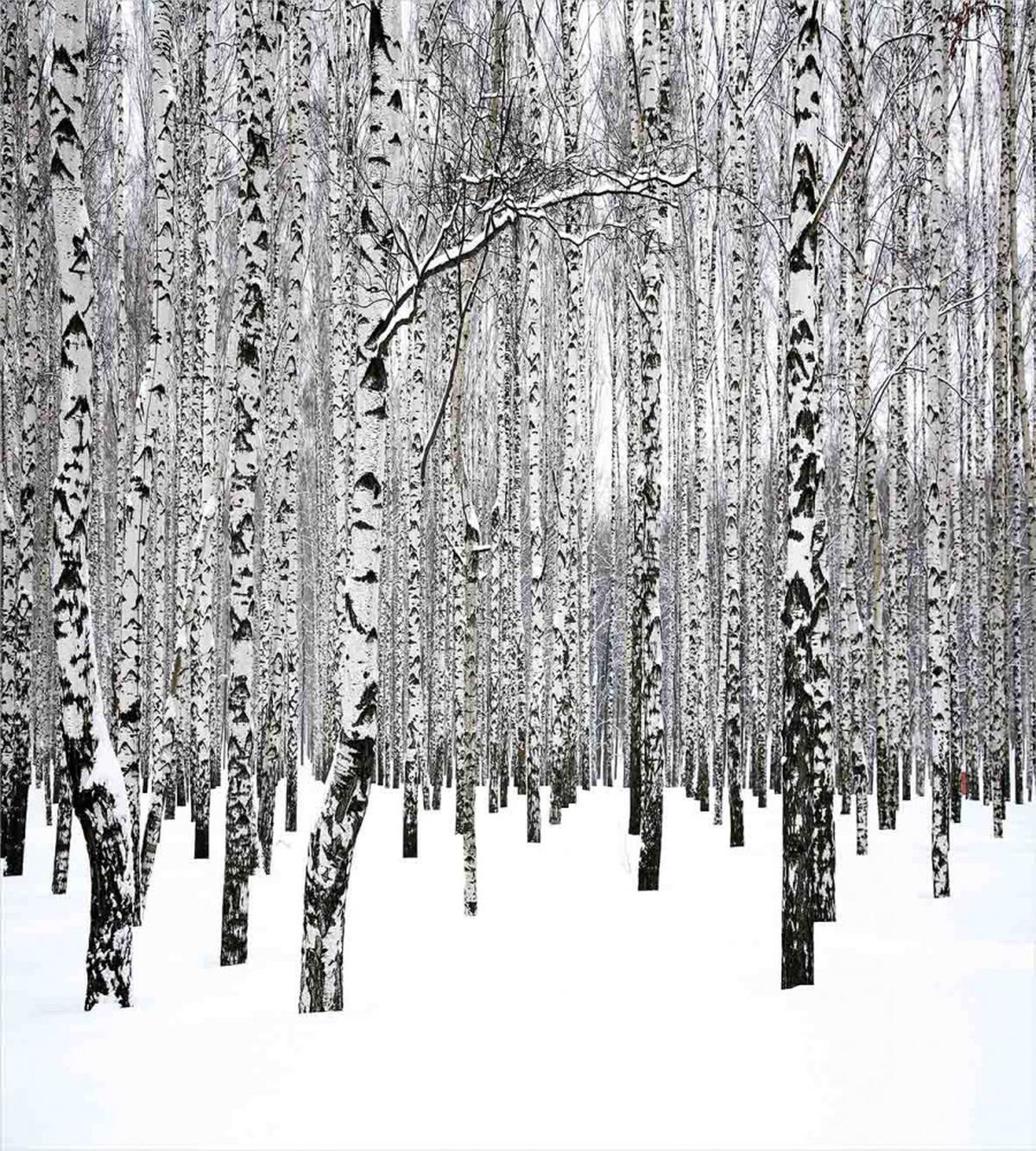 Snowy Forest Photo Woodland — Pattern