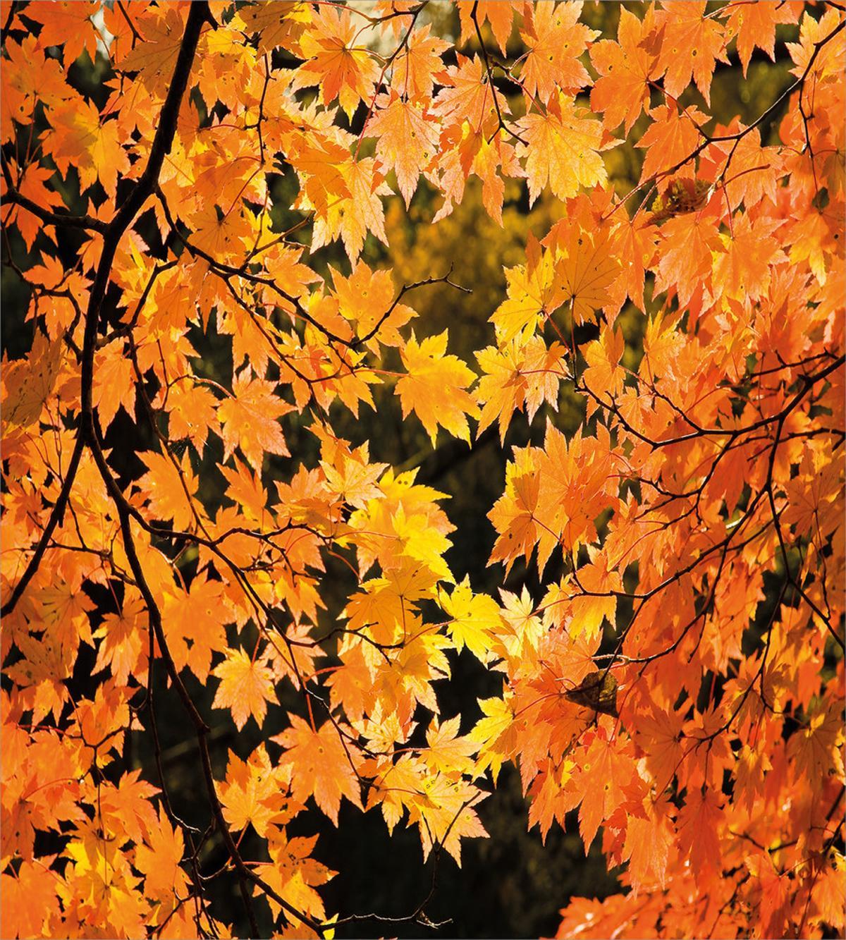 Vivid Autumn Maple Leaves — Pattern