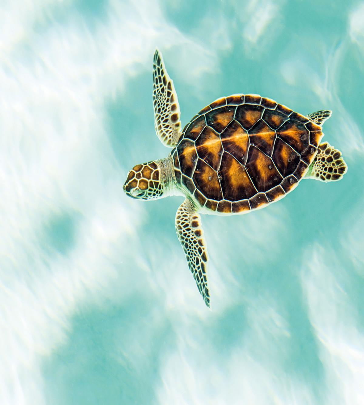 Endangered Baby Turtle — Pattern