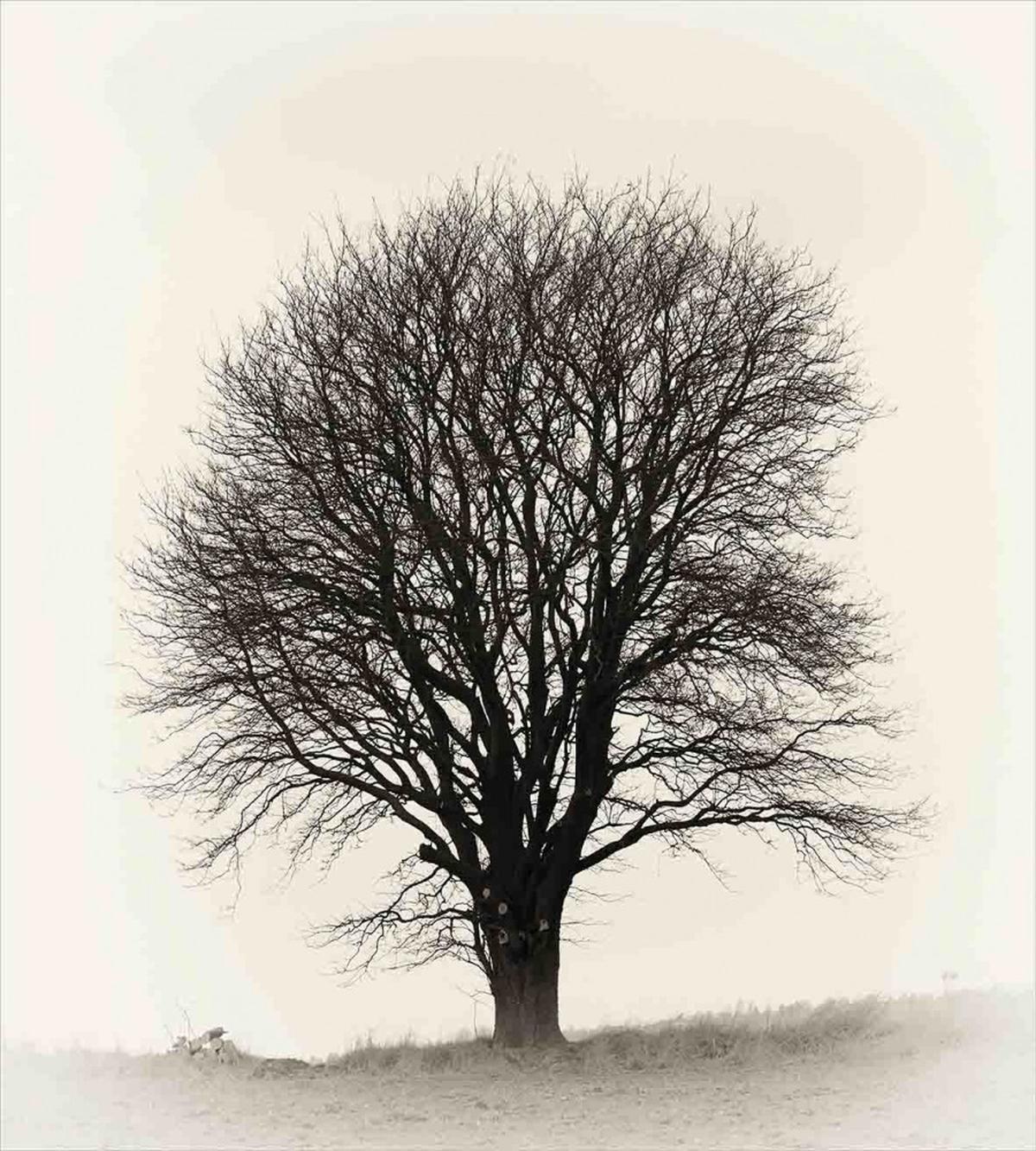 Branch Tree Field — Pattern