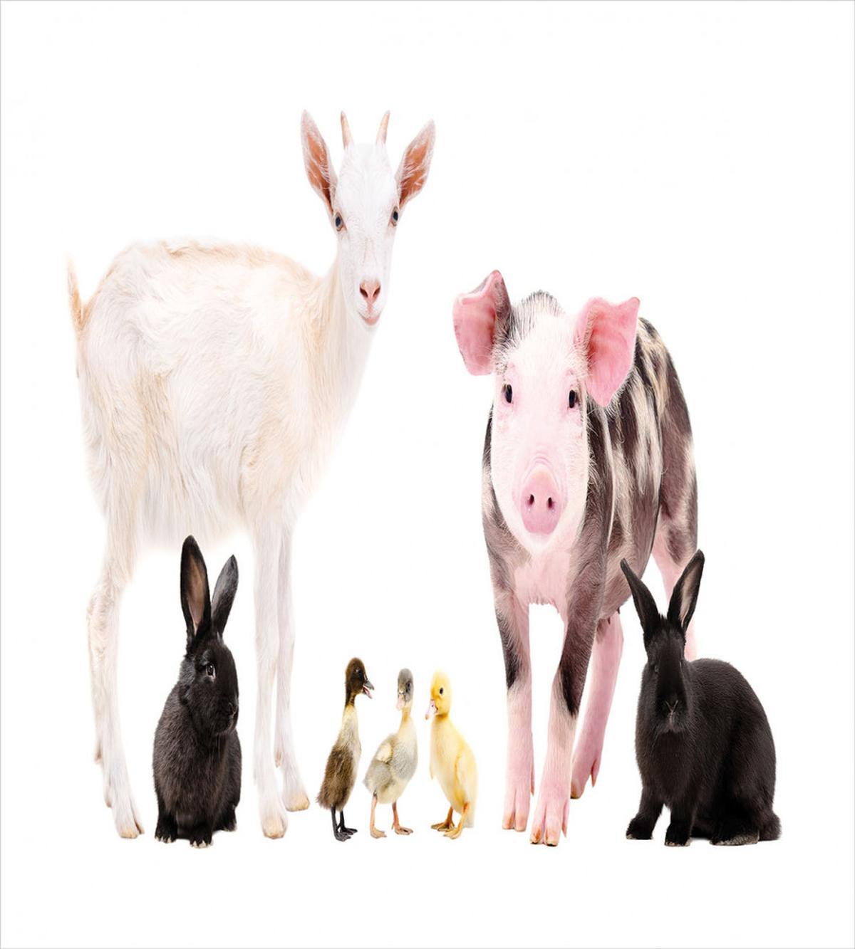 Ducks Pig Goat Bunnies — Pattern