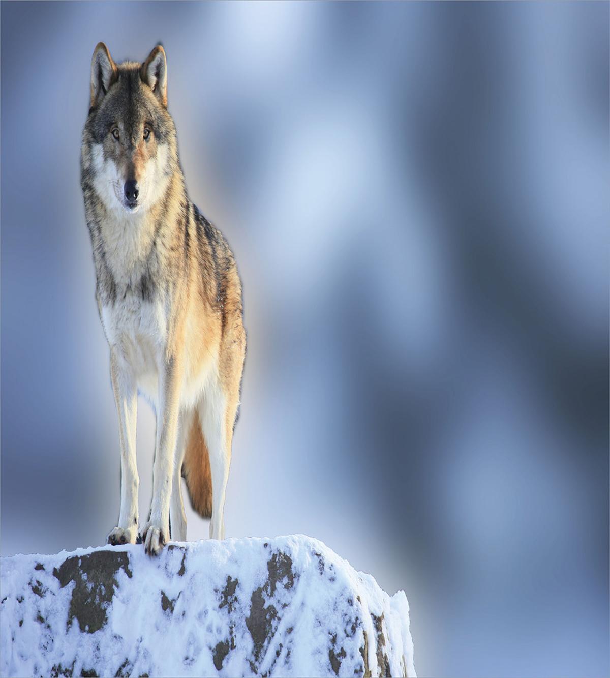 Carnivore Canine in Snow — Pattern
