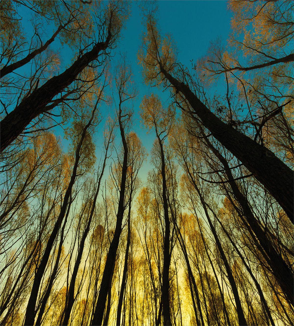 Trees Sunrise Pastoral — Pattern