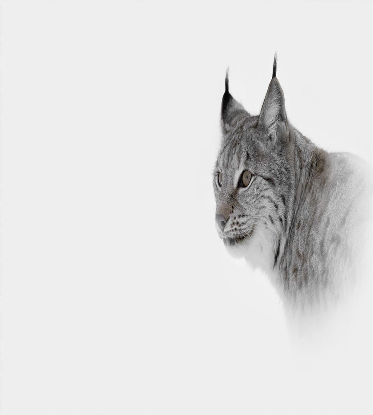 Wild Lynx Norway — Pattern