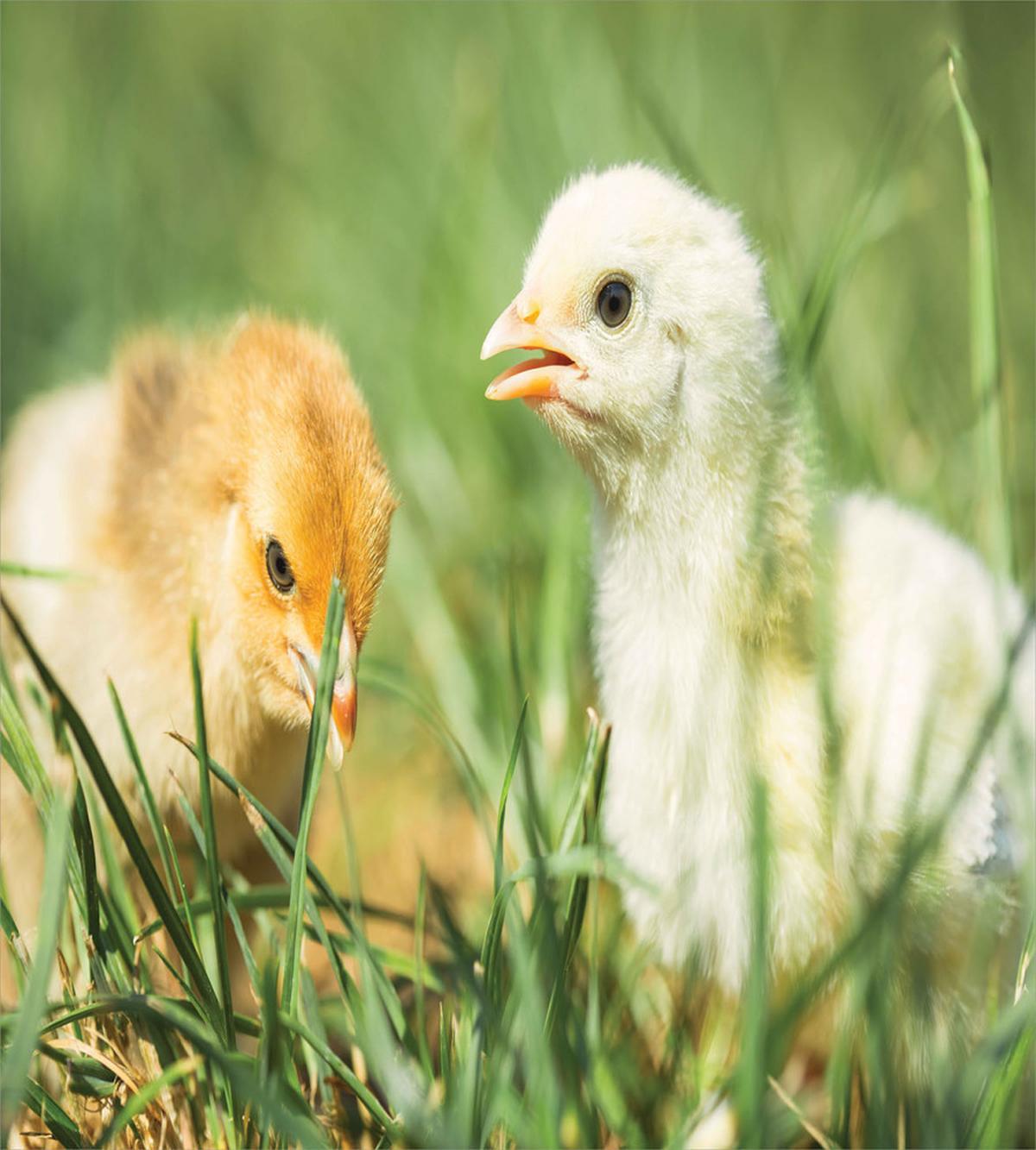 Close up Photo Baby Chickens — Pattern