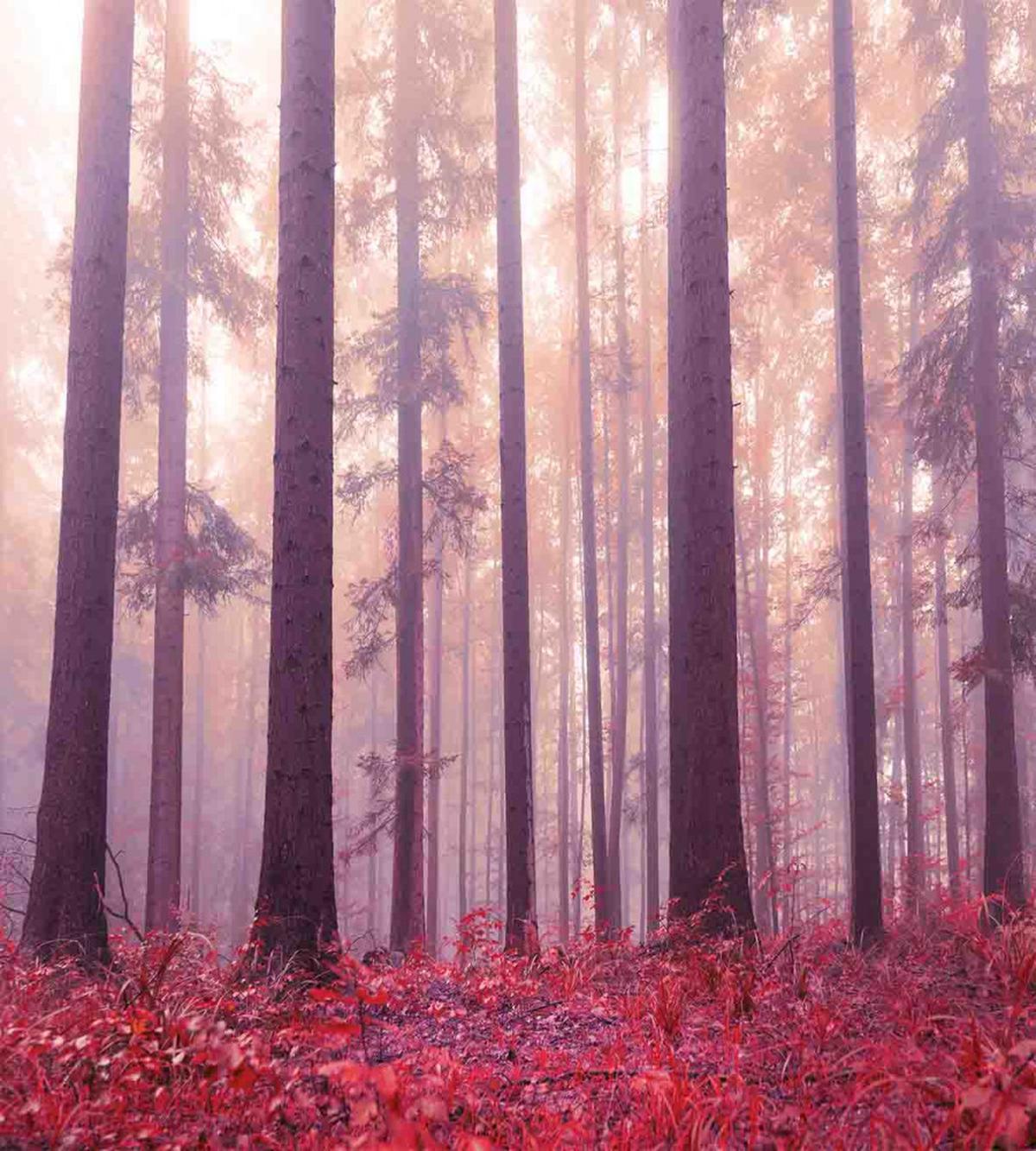 Trees Foggy Sunlight — Pattern