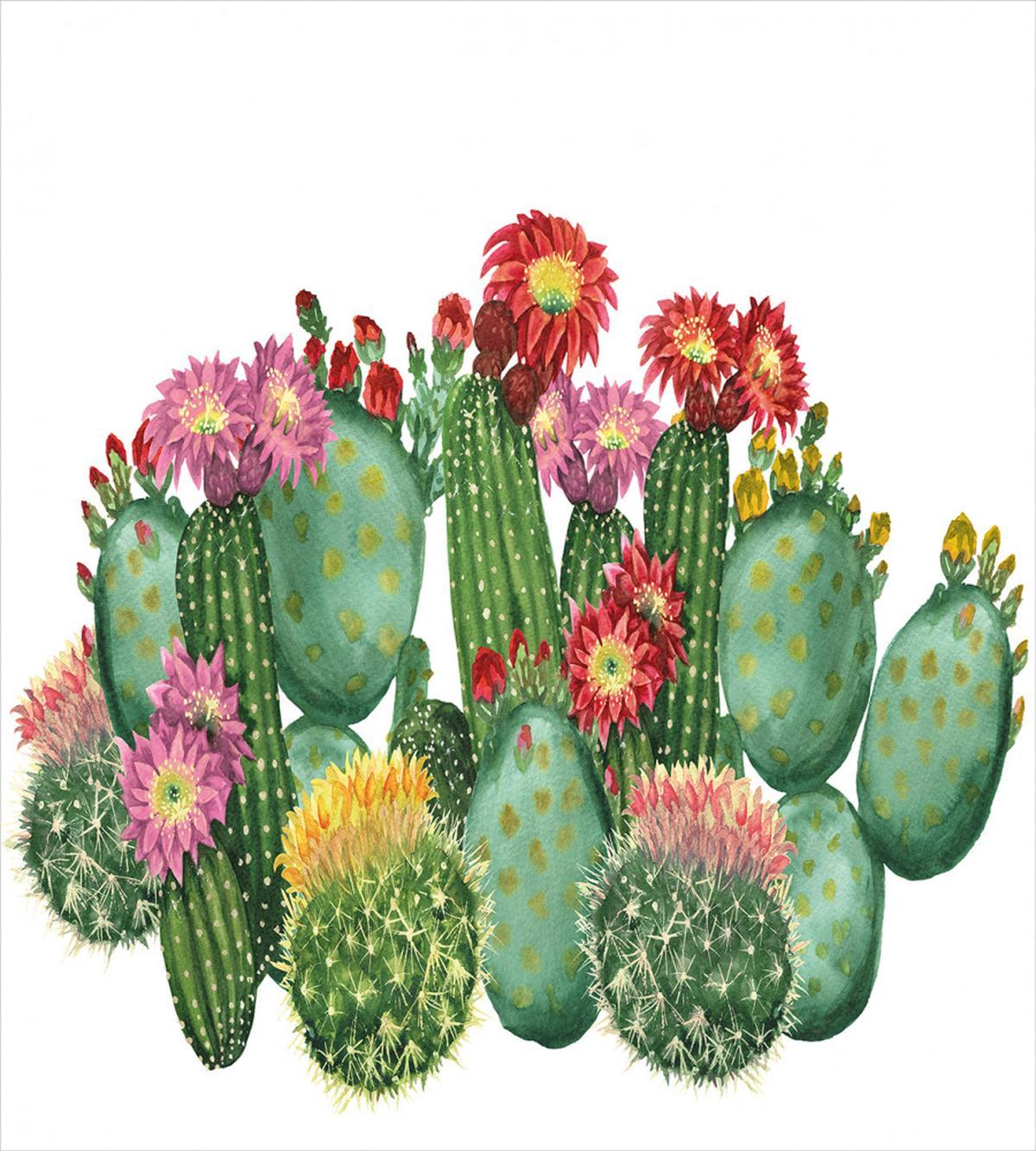 Saguaro Tropical Garden — Pattern