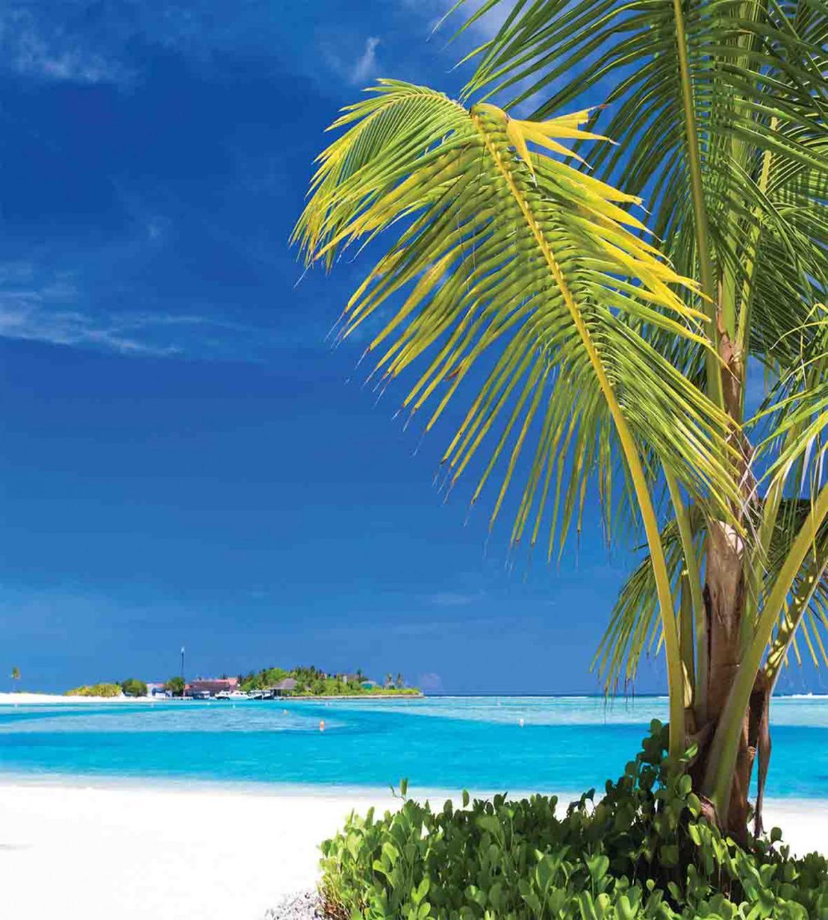 Caribbean Relaxing Tropic — Pattern